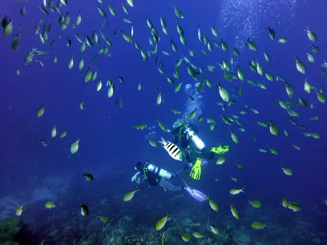 Underwater photograph by Joel Bergsma