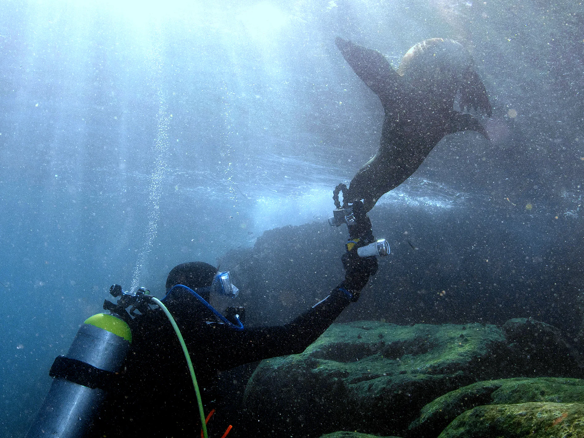 Sea of Cortez underwater photograph, 2023