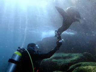 Underwater photograph by Joel Bergsma