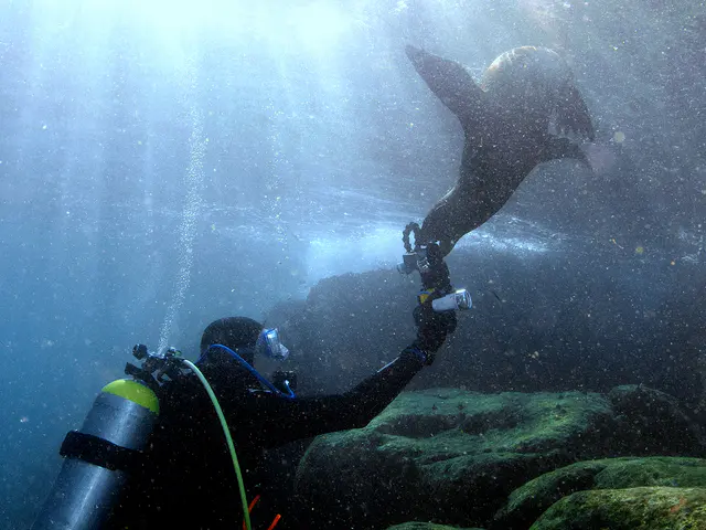 Underwater photograph by Joel Bergsma