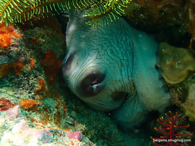 Underwater photograph by Joel Bergsma