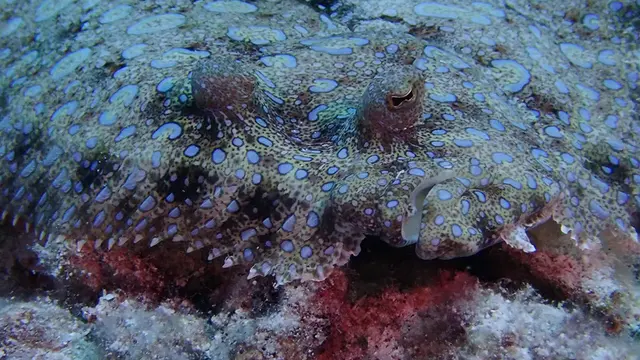 Eyes & mouth of Flounder