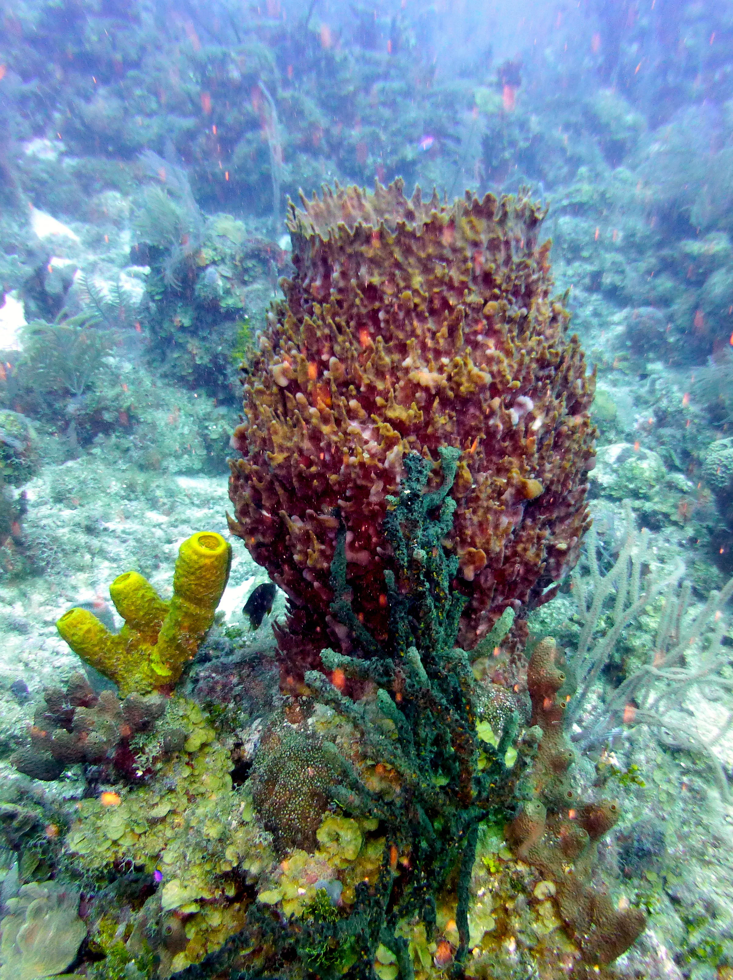 Barrel Sponge, Belize, 2017