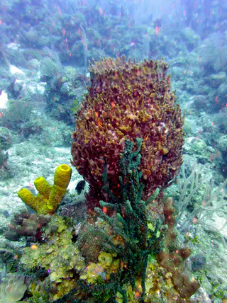 Underwater photograph by Joel Bergsma