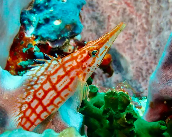 Underwater photograph by Joel Bergsma