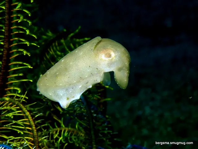 Underwater photograph by Joel Bergsma
