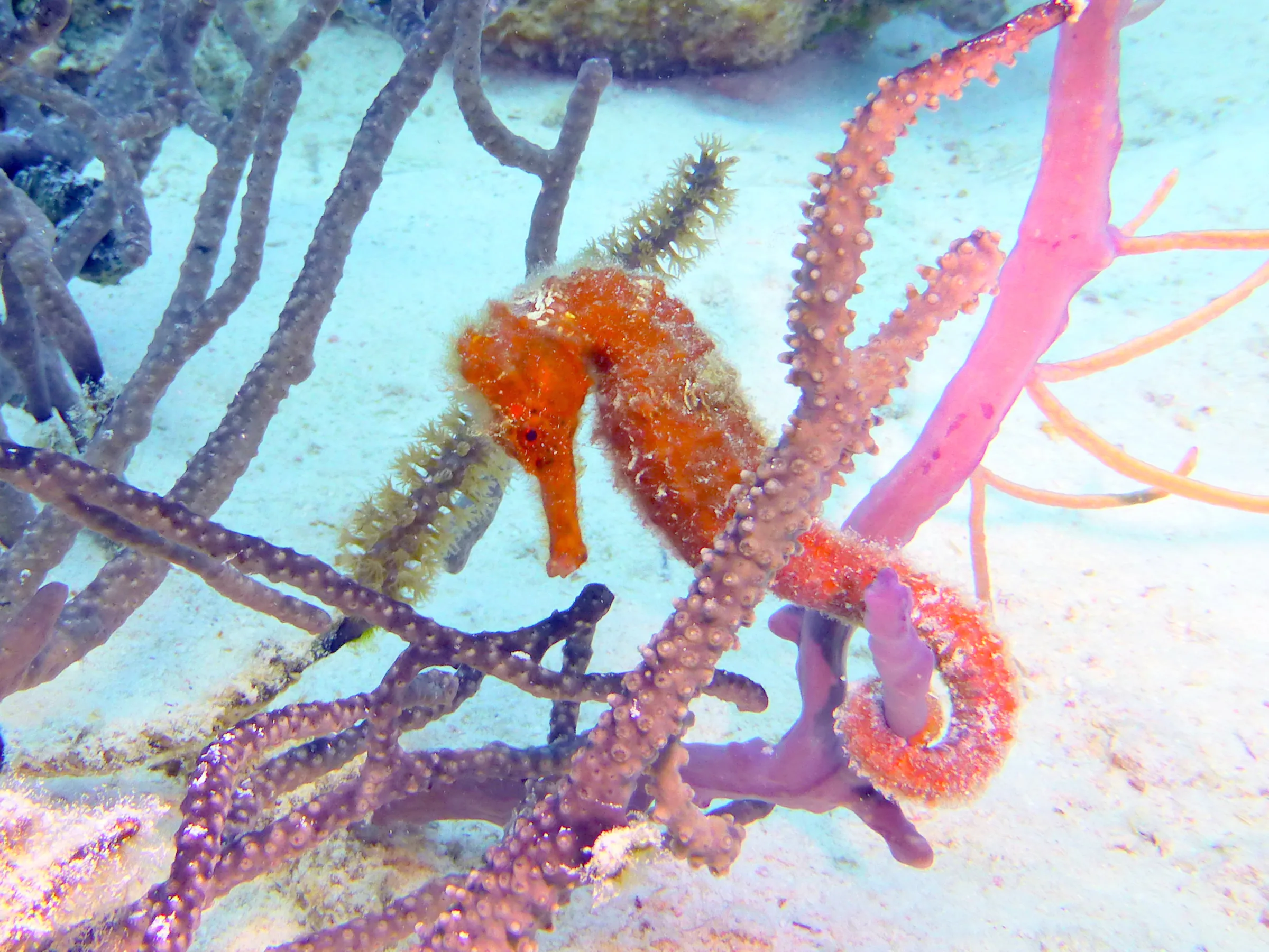 Seahorse, Bonaire, 2013