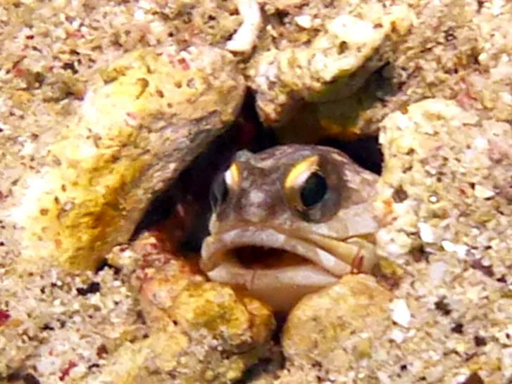 Jawfish, Philippines, 2014