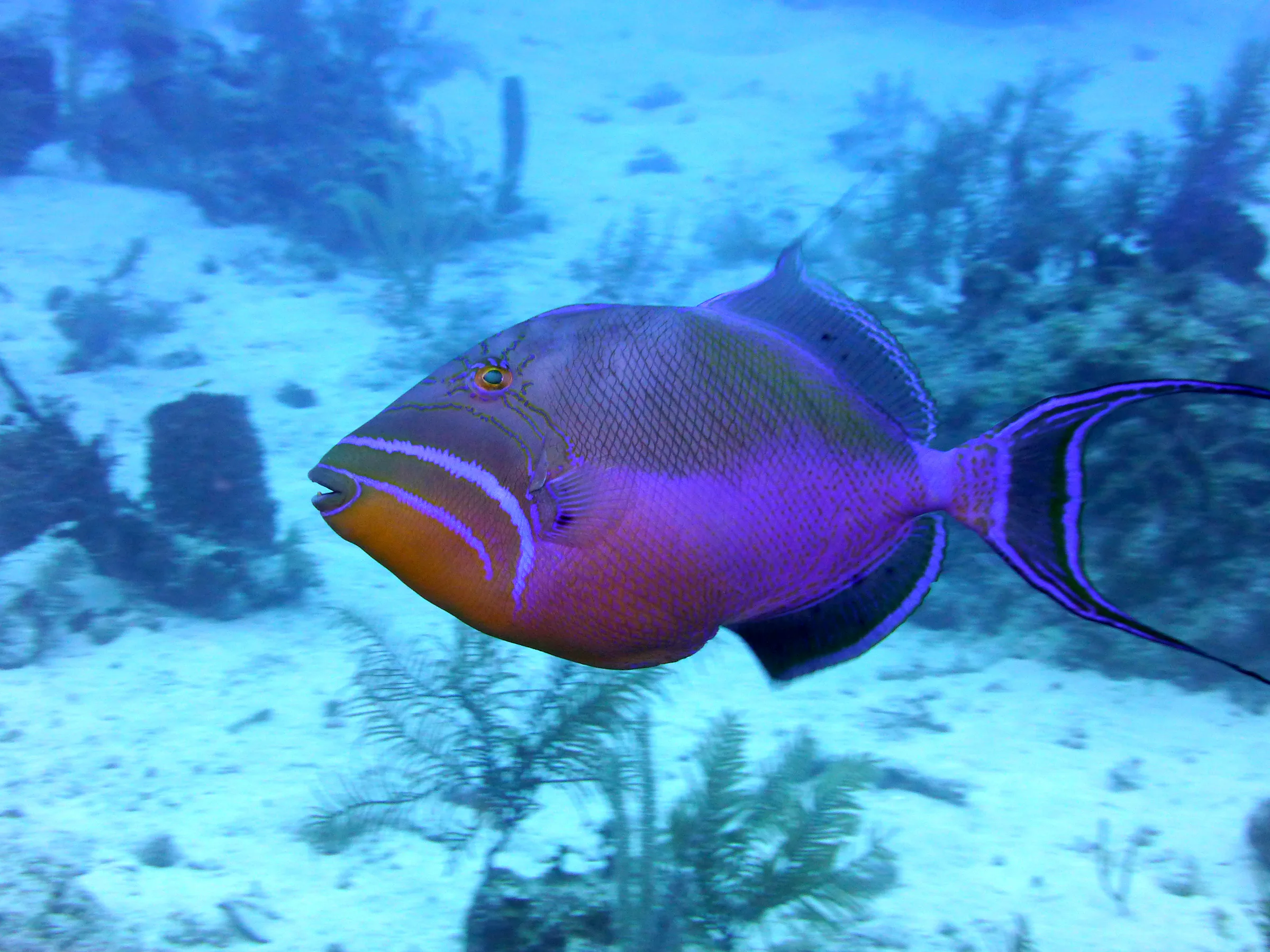Belize underwater photograph, 2017