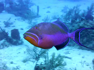 Underwater photograph by Joel Bergsma