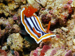 Underwater photograph by Joel Bergsma
