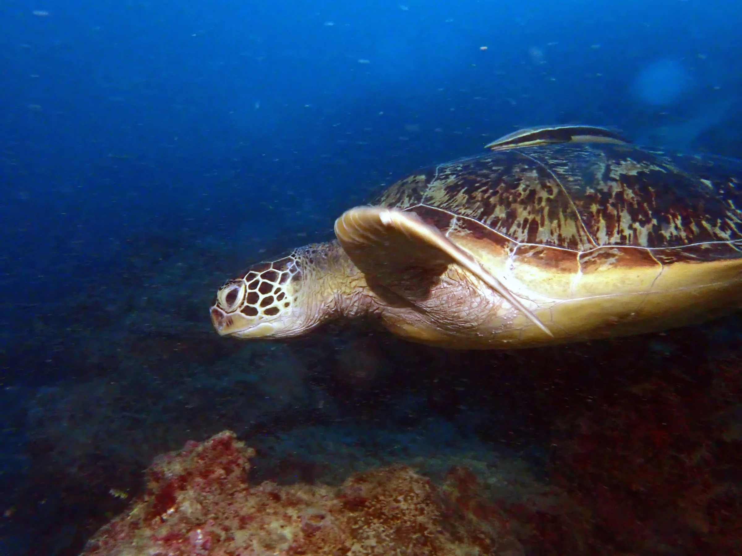 Sipadan, Mabul and Kapalai underwater photograph, 2023