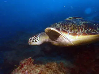 Underwater photograph by Joel Bergsma