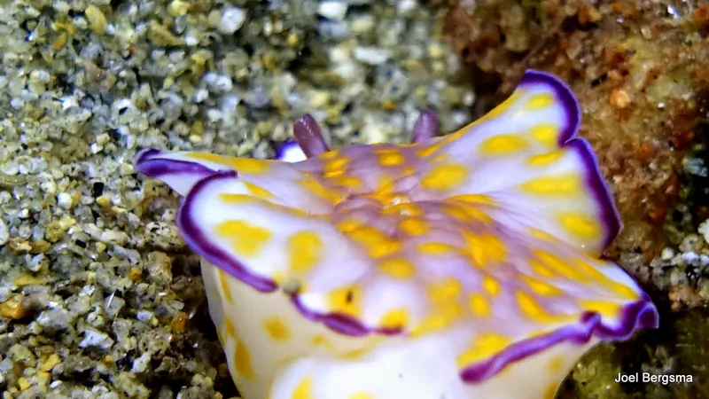 Underwater photograph by Joel Bergsma