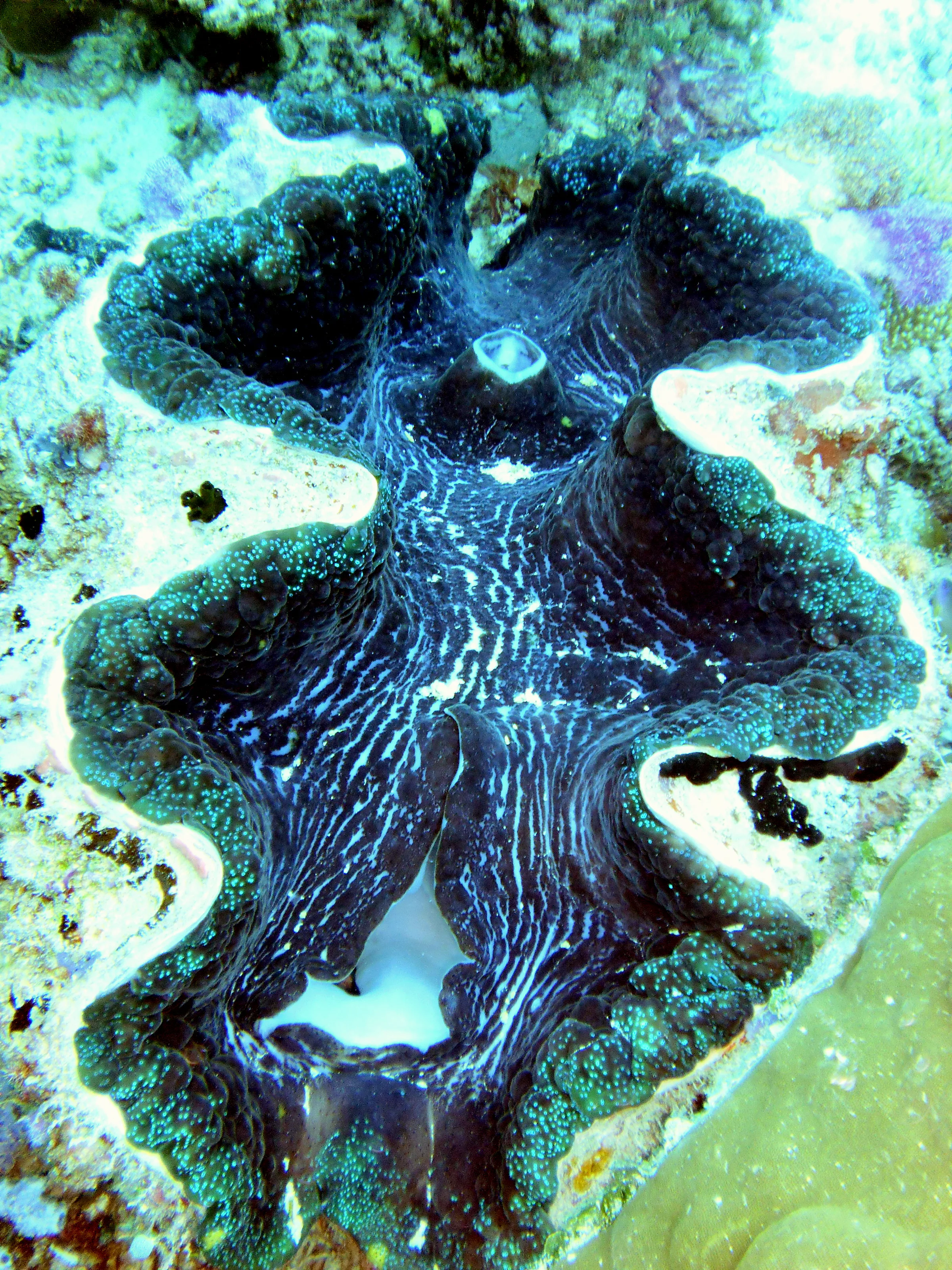 Giant Clam.  "Clams feed on plankton by filter feeding. Clams filter feed by drawing in water containing food using an incurrent siphon. The food is then filtered out of the water by the gills and swept toward the mouth on a layer of mucus. The water is then expelled from the animal by an excurrent siphon." [Wikipedia.]