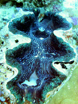 Giant Clam.  "Clams feed on plankton by filter feeding. Clams filter feed by drawing in water containing food using an incurrent siphon. The food is then filtered out of the water by the gills and swept toward the mouth on a layer of mucus. The water is then expelled from the animal by an excurrent siphon." [Wikipedia.]