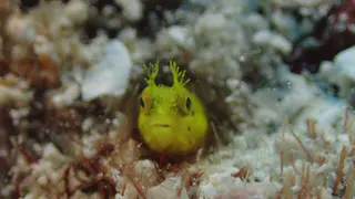 Underwater photograph by Joel Bergsma