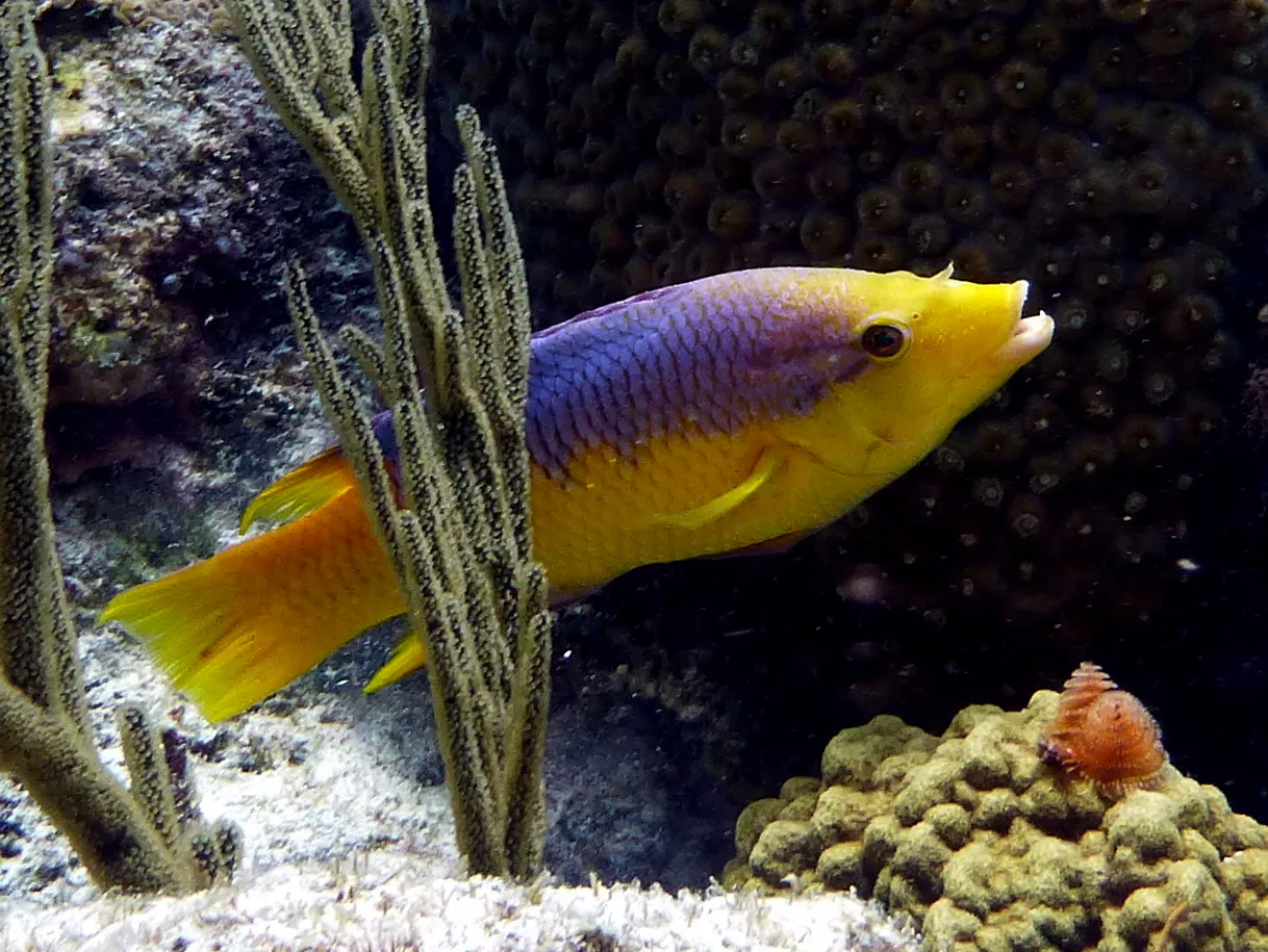 Spanish Hogfish, Curacao, 2015