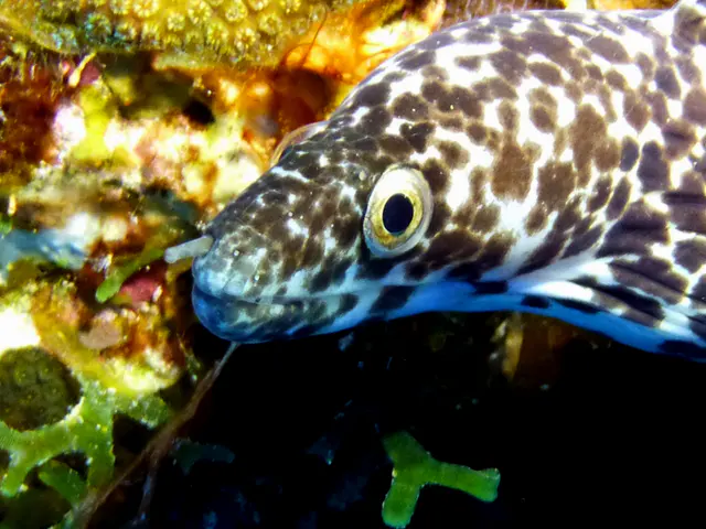 Underwater photograph by Joel Bergsma