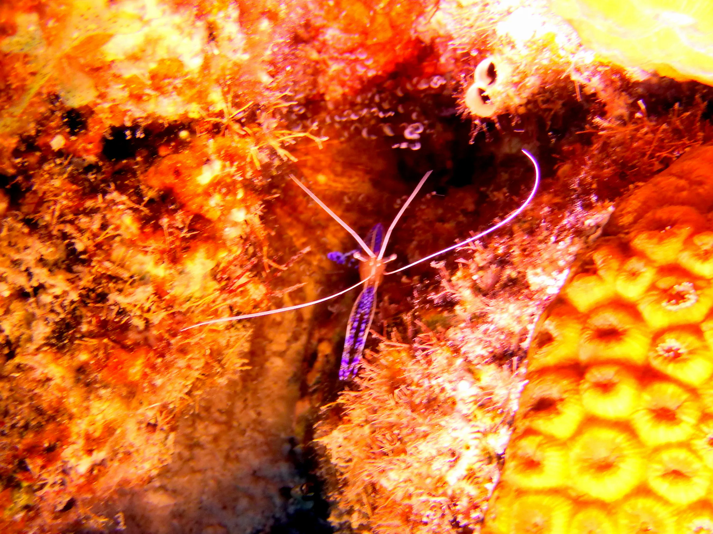 Pederson's Cleaning Shrimp, Bonaire, 2013
