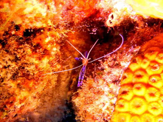 Underwater photograph by Joel Bergsma