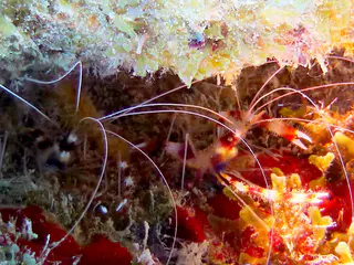 Underwater photograph by Joel Bergsma