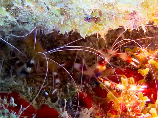 Underwater photograph by Joel Bergsma
