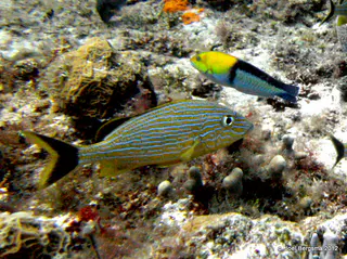 Bluestriped Grunt and Yellowhead Wrasse