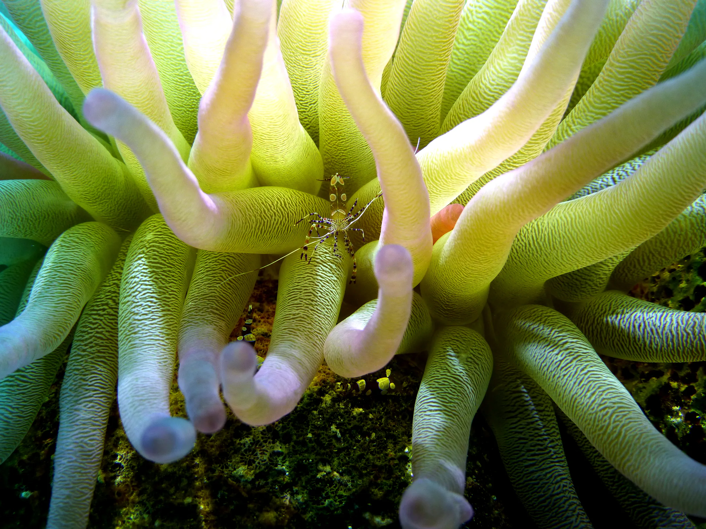 Shrimp, Bonaire, 2013