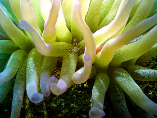 Underwater photograph by Joel Bergsma