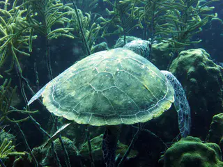 Underwater photograph by Joel Bergsma