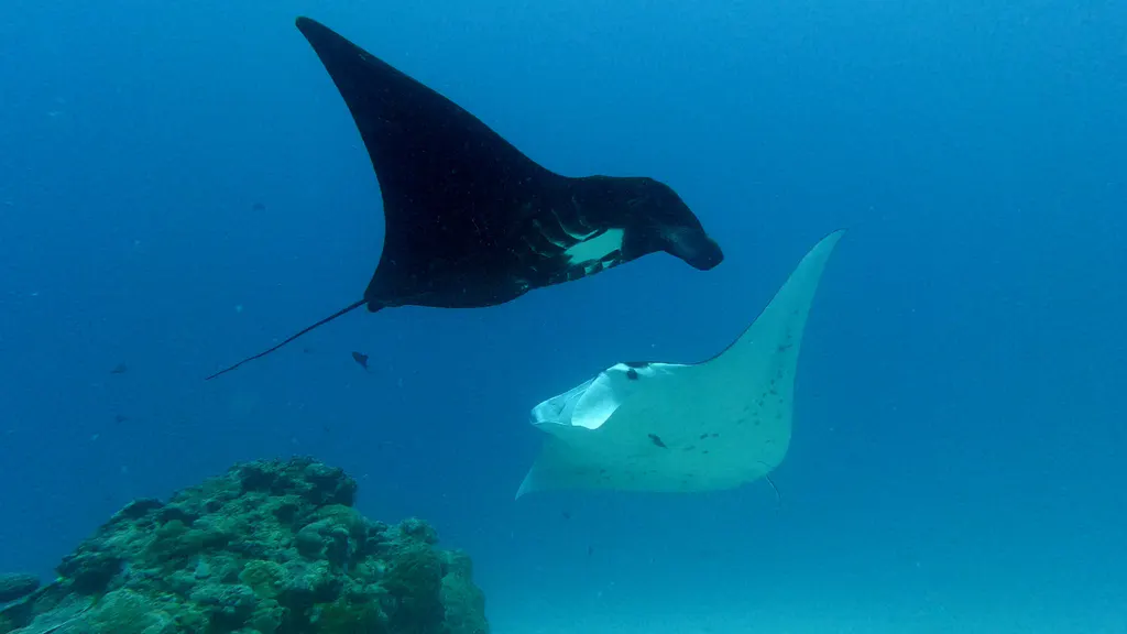 Underwater photograph by Joel Bergsma