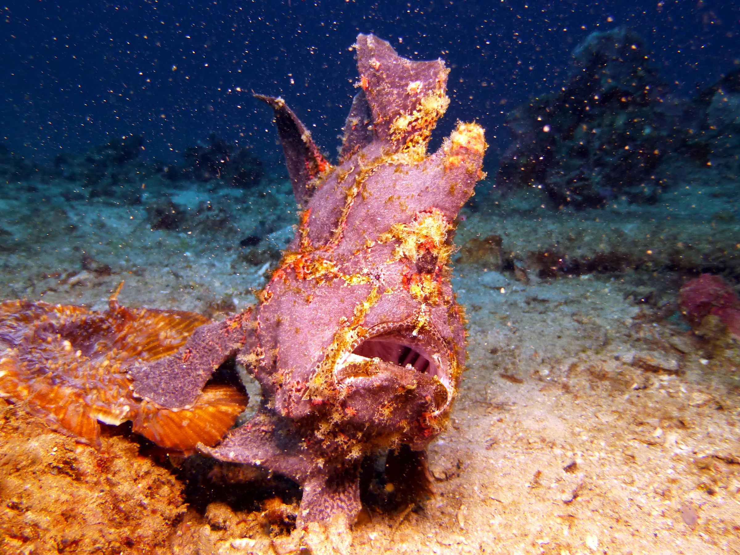 Frogfish, Philippines, 2014