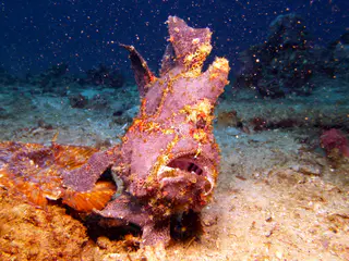 Underwater photograph by Joel Bergsma