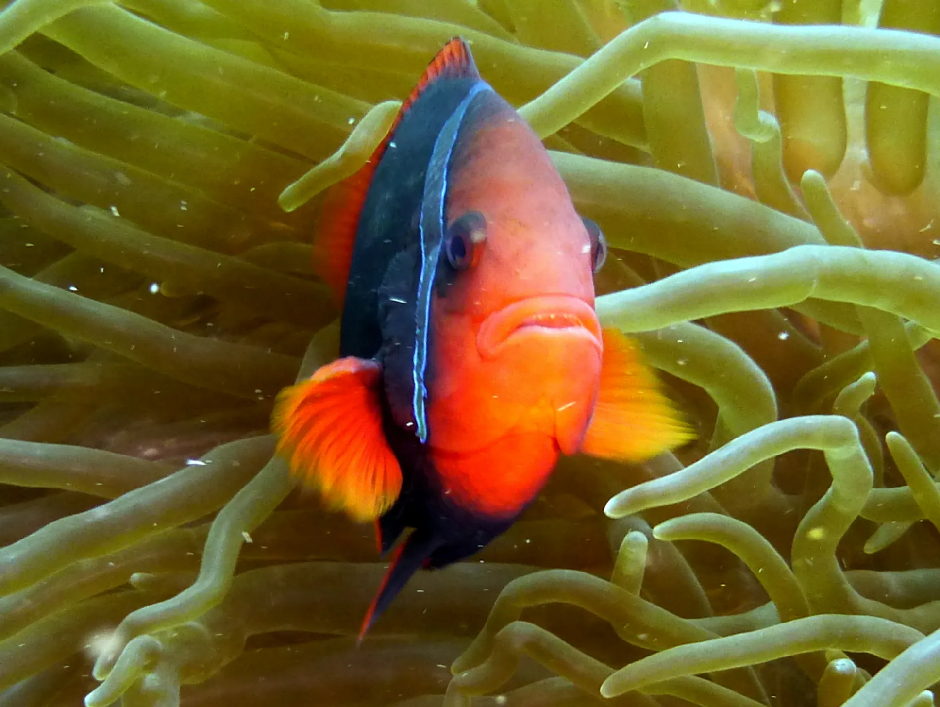 Anemonefish, Philippines, 2014