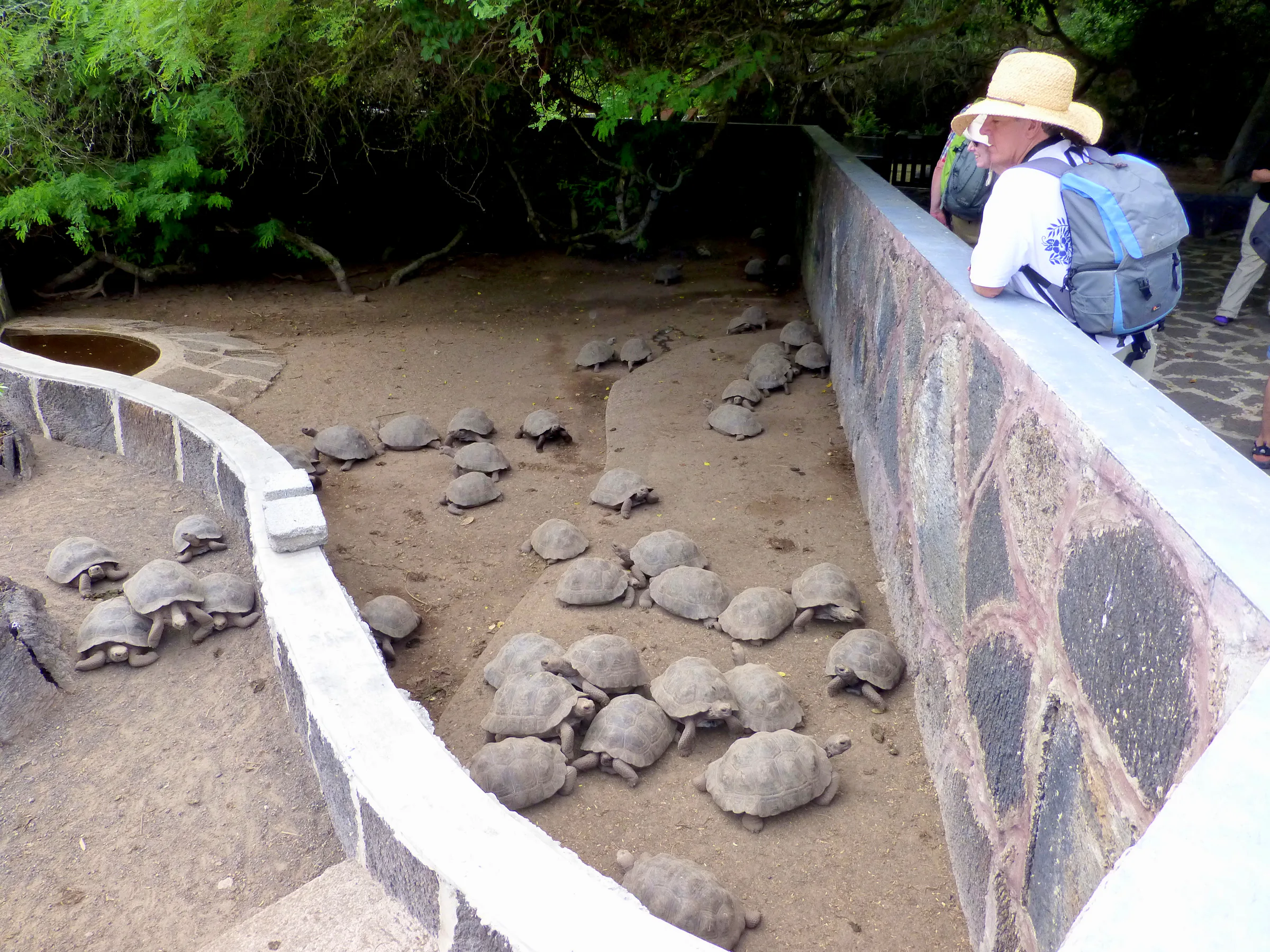 Juvenile Giant Tortoises