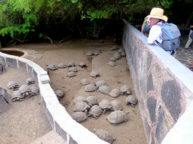 Juvenile Giant Tortoises