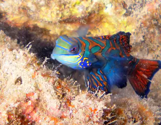 Mandarinfish. See Gerald Allen, et al, Reef Fish Identification - Tropical Pacific (2003) at page 289.