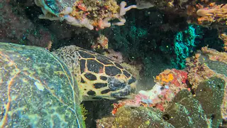 Underwater photograph by Joel Bergsma