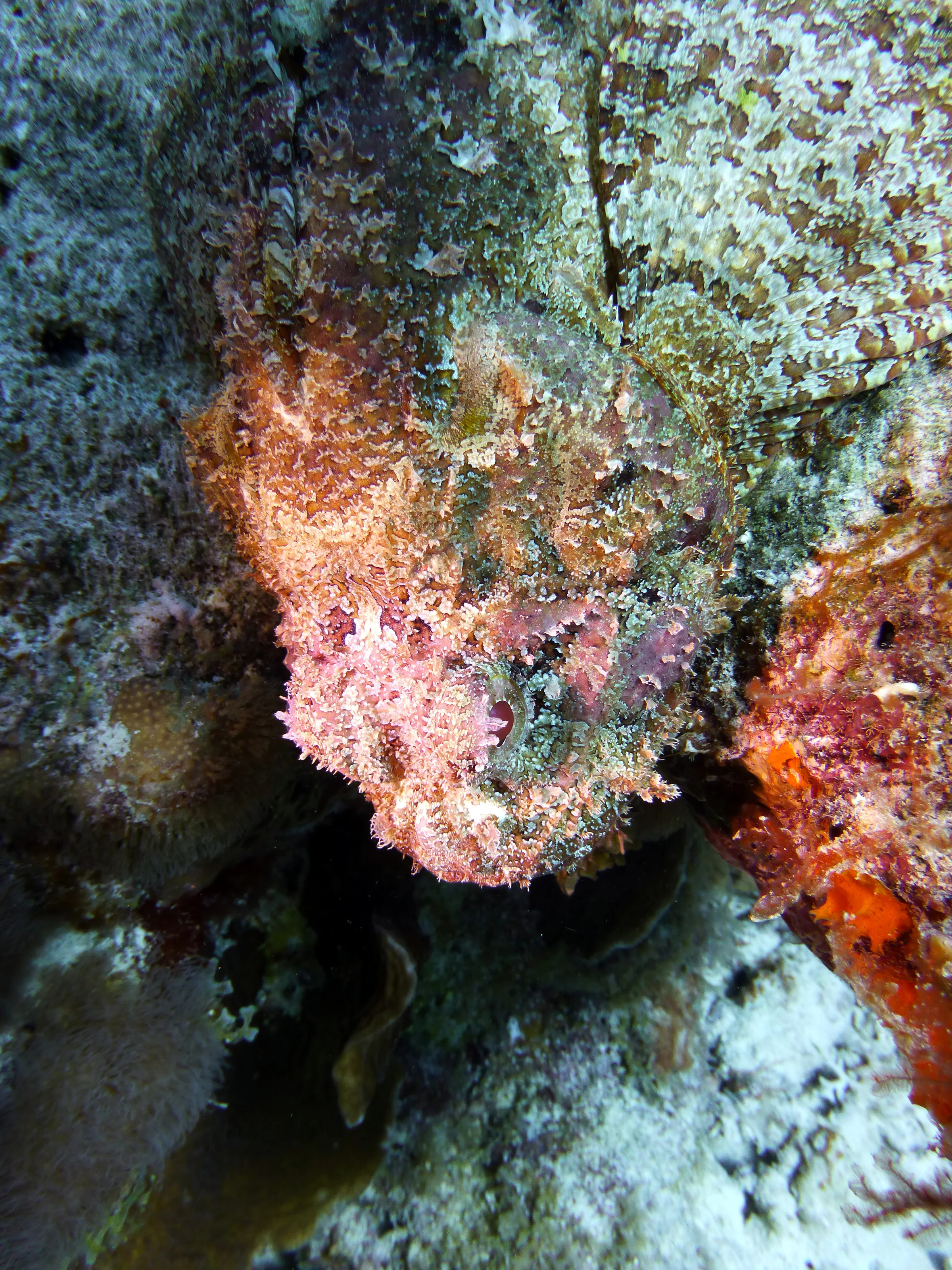 Scorpionfish, Bonaire, 2013