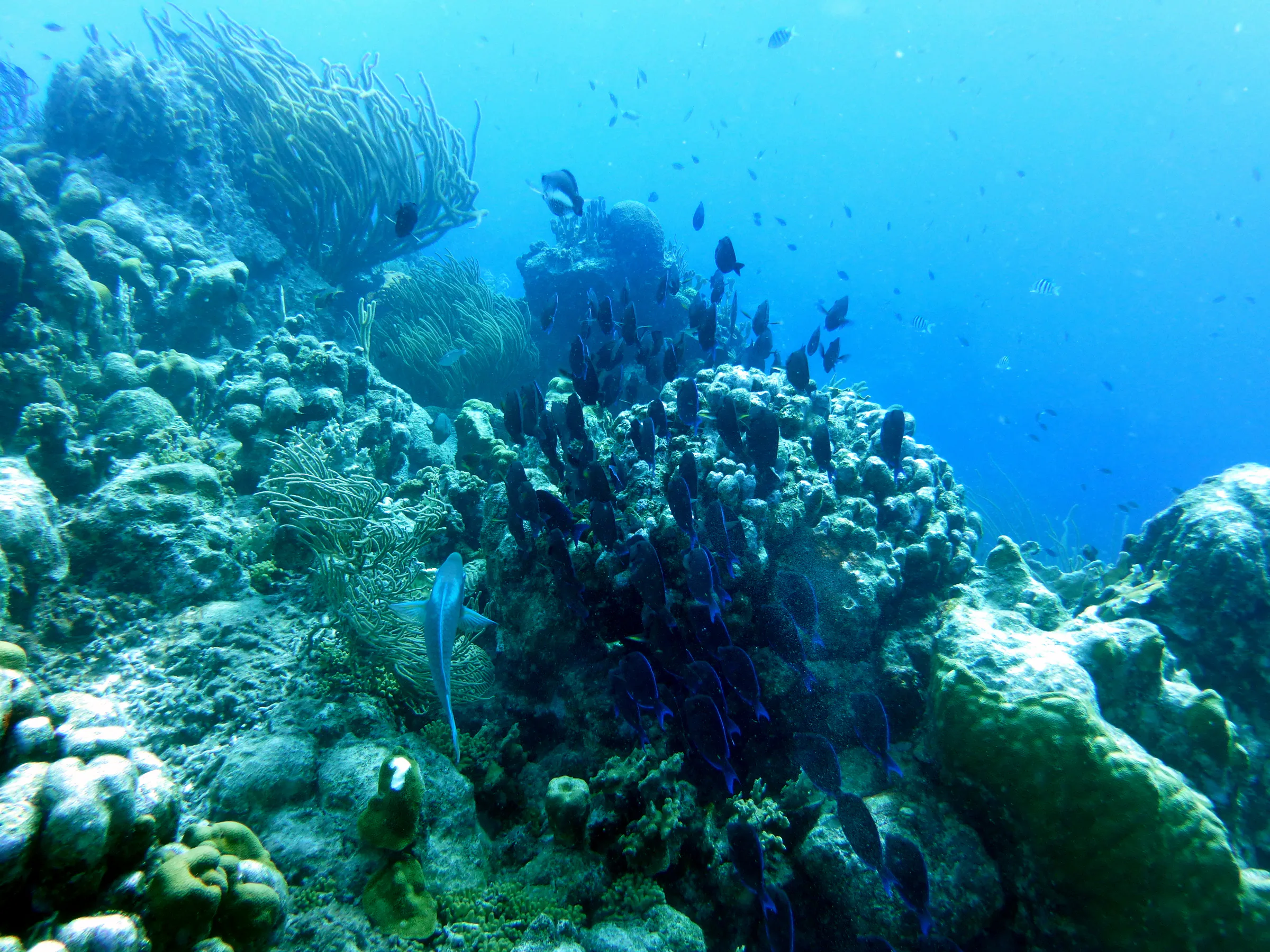 Blue Tang, Bonaire, 2013