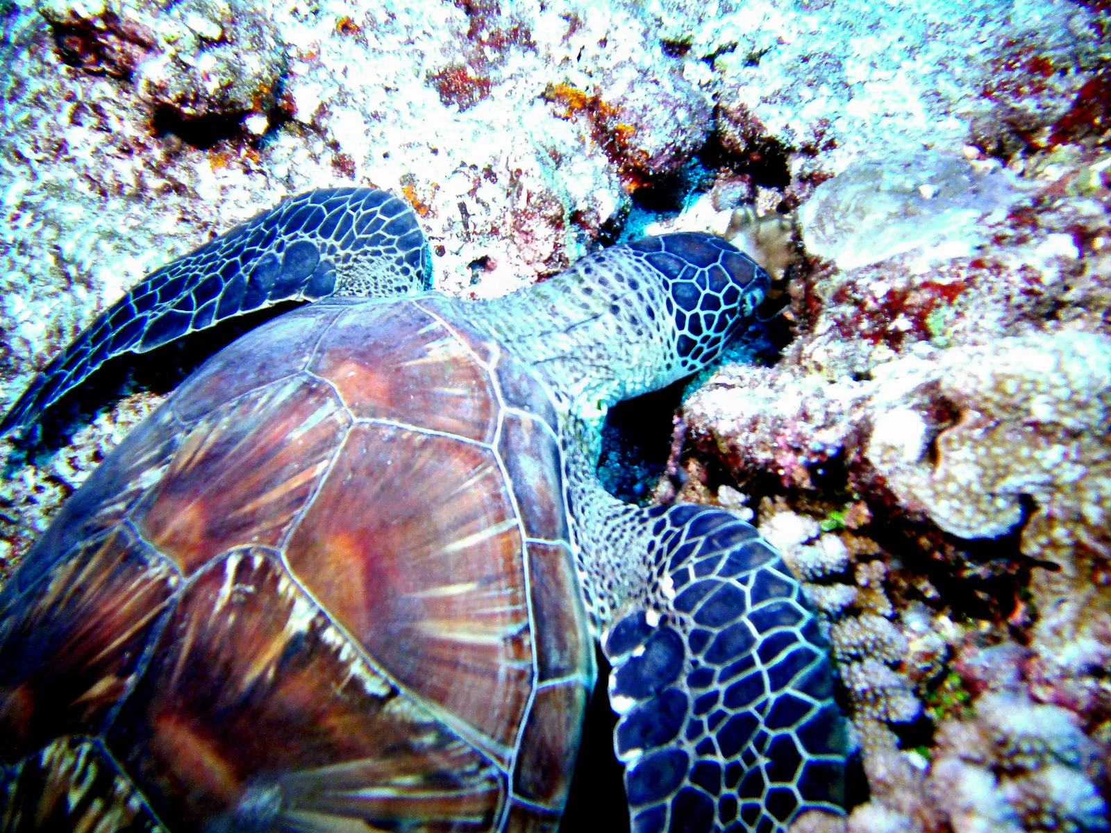 Sleeping Green Sea Turtle.