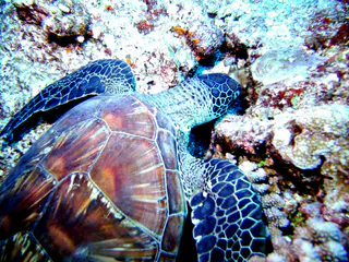 Sleeping Green Sea Turtle.
