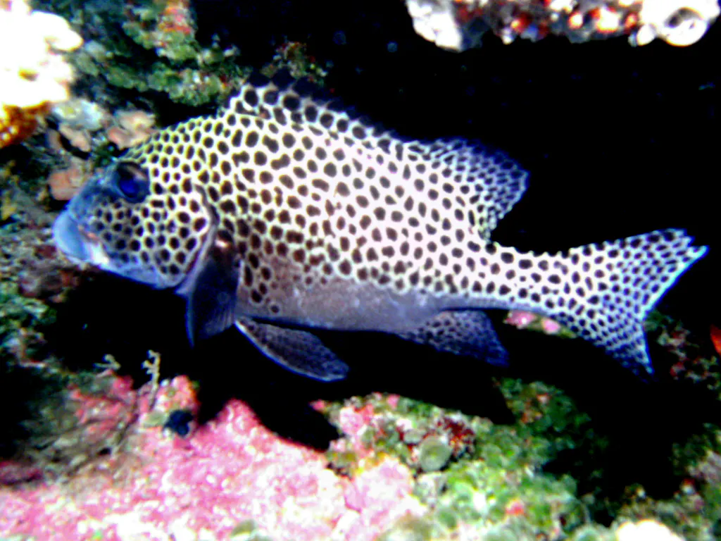 Many-Spotted Sweetlips. See Gerald Allen, et al, Reef Fish Identification - Tropical Pacific (2003) at page 172.
