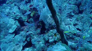Underwater photograph by Joel Bergsma