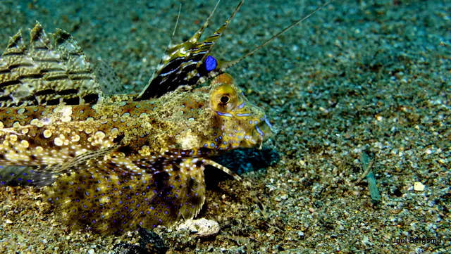 Underwater photograph by Joel Bergsma