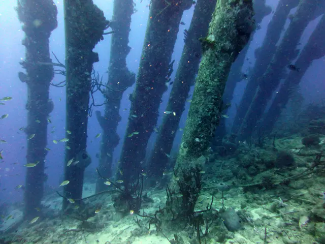 Underwater photograph by Joel Bergsma