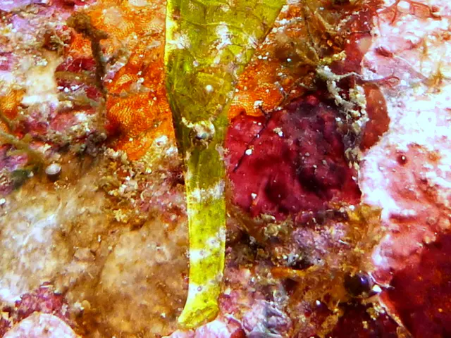 Underwater photograph by Joel Bergsma