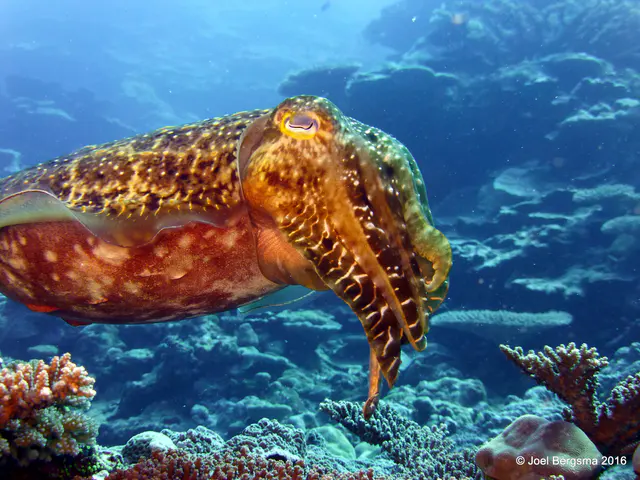 Underwater photograph by Joel Bergsma