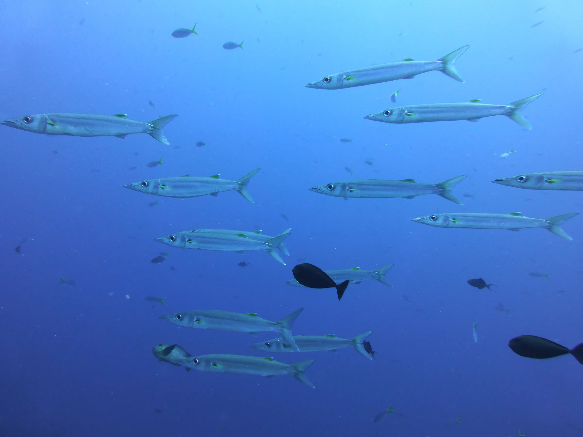 Barracuda, Palau, 2013